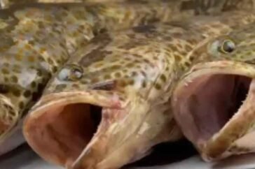 The Growing Popularity of Hamour Fish: A Delicious Choice for Healthy Seafood Lovers