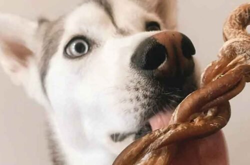 The-Surprising-Rise-of-Lamb-Pizzle-A-Natural-Treat-Making-Its-Way-Into-Modern-Pet-Care