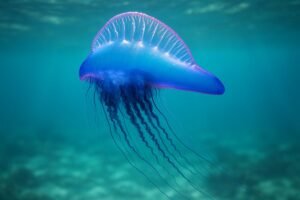 Understanding the Blue Bottle Jellyfish: Facts, Habitat, and Safety Guide