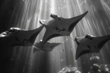 Wunonovzizpimtiz-Complete-Guide-to-Meaning,-Features-&-Digital-Relevance-in-2025