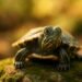 turtle names