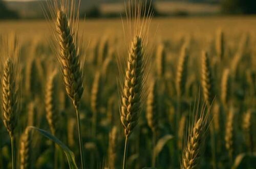 Triticale: