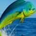 dorado-mahi-mahi-dolphin-fish