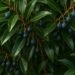 Japanese Blueberry Tree: The Ultimate Guide to Care, Facts, and Landscaping