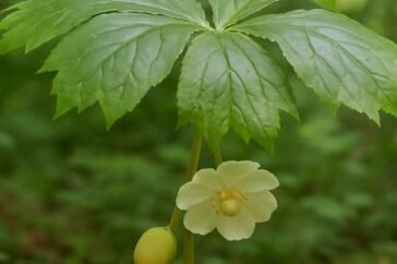 mayapple