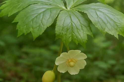 mayapple