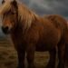 Shetland Horse Breed Profile: History, Characteristics, and Care of the World's Strongest Pony