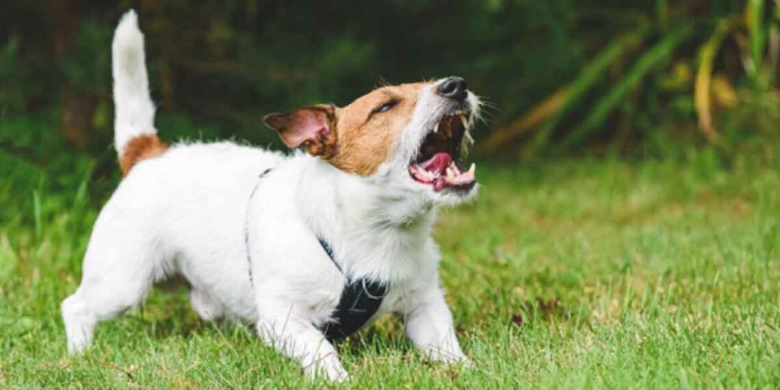 A Modern Guide to Understanding and Resolving Excessive Dog Barking
