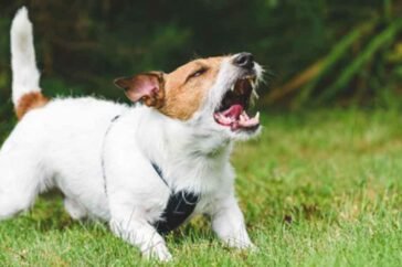 A Modern Guide to Understanding and Resolving Excessive Dog Barking