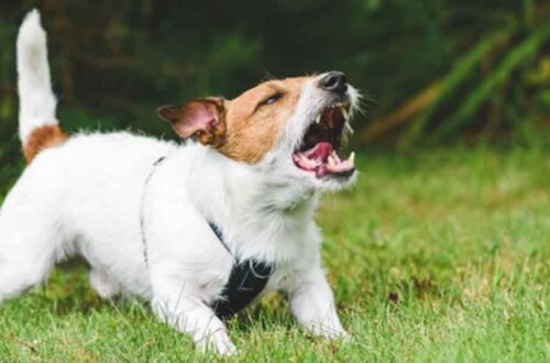 A Modern Guide to Understanding and Resolving Excessive Dog Barking