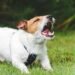 A Modern Guide to Understanding and Resolving Excessive Dog Barking