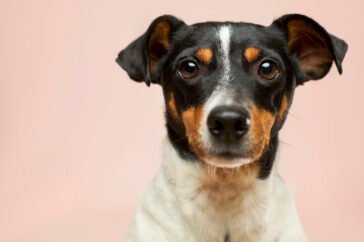 pawpositive-ways-to-support-your-dogs-wellbeing-1