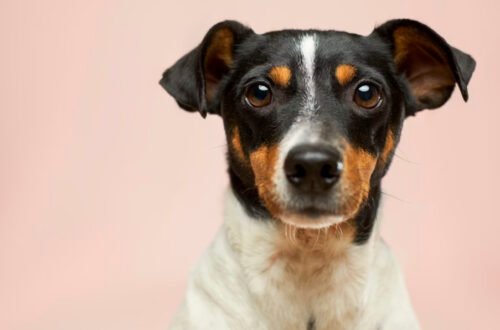 Paw‑Positive Ways to Support Your Dog’s Wellbeing 6 pawpositive-ways-to-support-your-dogs-wellbeing-1