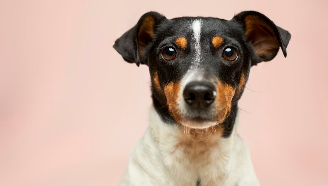 pawpositive-ways-to-support-your-dogs-wellbeing-1