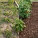 how-to-prevent-weeds-from-growing-in-garden-beds-1